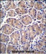 GALNS Antibody in Immunohistochemistry (Paraffin) (IHC (P))