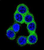 Ephrin B2 Antibody in Immunocytochemistry (ICC/IF)