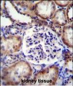 Ephrin B2 Antibody in Immunohistochemistry (Paraffin) (IHC (P))