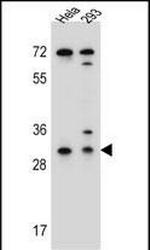 Ephrin B2 Antibody in Western Blot (WB)