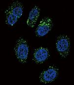 Chromogranin A Antibody in Immunocytochemistry (ICC/IF)