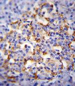 Chromogranin A Antibody in Immunohistochemistry (Paraffin) (IHC (P))