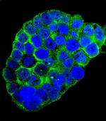 C1QC Antibody in Immunocytochemistry (ICC/IF)