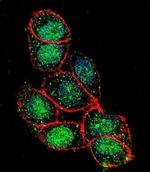 FOXA2 Antibody in Immunocytochemistry (ICC/IF)