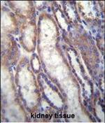 FOXA2 Antibody in Immunohistochemistry (Paraffin) (IHC (P))