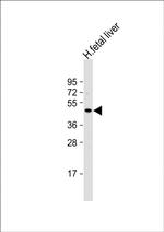 NEU2 Antibody in Western Blot (WB)