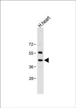 NEU2 Antibody in Western Blot (WB)