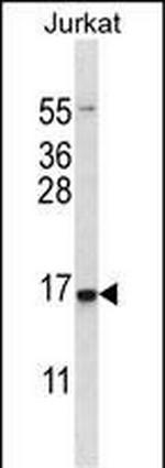 CHOP Antibody in Western Blot (WB)