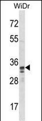 PU.1 Antibody in Western Blot (WB)