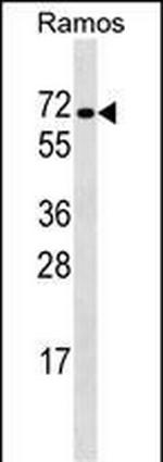 RBPJ Antibody in Western Blot (WB)