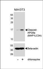 LC3A (Cleaved Gly120) Antibody in Western Blot (WB)