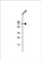 ATG16L1 Antibody in Western Blot (WB)