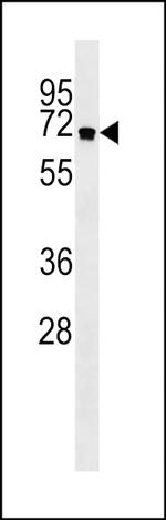 ATG16L1 Antibody in Western Blot (WB)