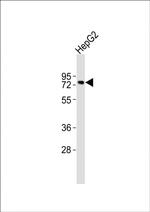 TFE3 Antibody in Western Blot (WB)