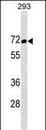 TFE3 Antibody in Western Blot (WB)