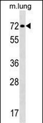 TFE3 Antibody in Western Blot (WB)