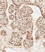 MEOX2 Antibody in Immunohistochemistry (Paraffin) (IHC (P))