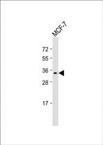 MEOX2 Antibody in Western Blot (WB)