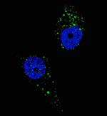 UVRAG Antibody in Immunocytochemistry (ICC/IF)