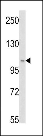 VPS34 Antibody in Western Blot (WB)