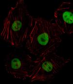 HOXD8 Antibody in Immunocytochemistry (ICC/IF)