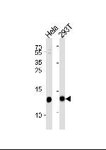 VAMP8 Antibody in Western Blot (WB)