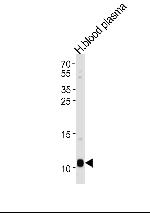 ApoA2 Antibody in Western Blot (WB)