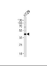 KLF4 Antibody in Western Blot (WB)