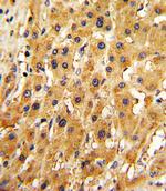 APRT Antibody in Immunohistochemistry (Paraffin) (IHC (P))