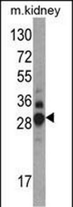 DDAH1 Antibody in Western Blot (WB)