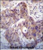 Kallikrein 6 Antibody in Immunohistochemistry (Paraffin) (IHC (P))