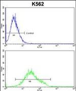 GTF2I Antibody in Flow Cytometry (Flow)