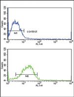 SMAD4 Antibody in Flow Cytometry (Flow)