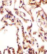 AOC3 Antibody in Immunohistochemistry (Paraffin) (IHC (P))