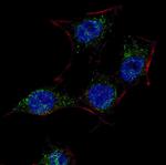 SCAP Antibody in Immunocytochemistry (ICC/IF)