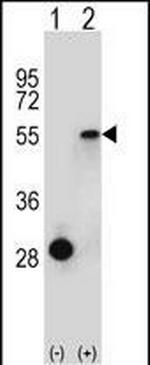 ESRRA Antibody in Western Blot (WB)