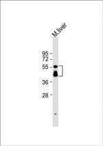 KMO Antibody in Western Blot (WB)