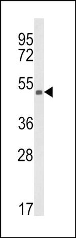 KMO Antibody in Western Blot (WB)