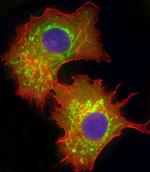 Glutaminase Antibody in Immunocytochemistry (ICC/IF)