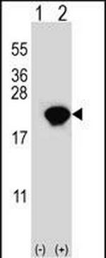 PIN1 Antibody in Western Blot (WB)