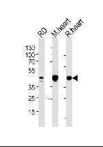 PDK2 Antibody in Western Blot (WB)