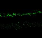 NMDAR2A Antibody in Immunohistochemistry (IHC)