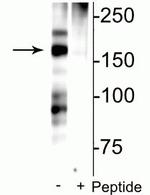 Phospho-NMDAR2B (Ser1166) Antibody in Western Blot (WB)