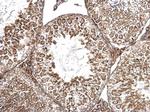 AMH Antibody in Immunohistochemistry (Paraffin) (IHC (P))