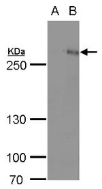 ARID1A Antibody in Western Blot (WB)