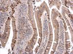 ATOH7 Antibody in Immunohistochemistry (Paraffin) (IHC (P))