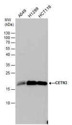 Centrin 3 Antibody in Western Blot (WB)