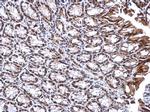 DNTTIP1 Antibody in Immunohistochemistry (Paraffin) (IHC (P))