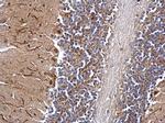 DNTTIP1 Antibody in Immunohistochemistry (Paraffin) (IHC (P))