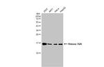 Histone H2A Antibody in Western Blot (WB)